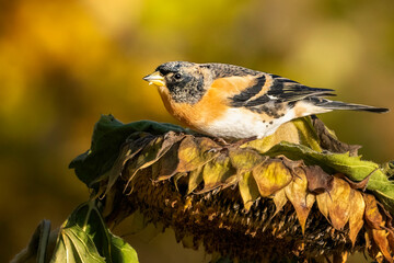 Bergfinken auf Sonnenblume