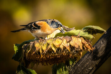 Bergfinken auf Sonnenblume