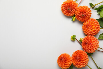Composition with beautiful dahlia flowers on white background