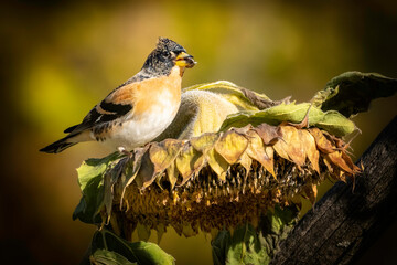 Bergfinken auf Sonnenblume