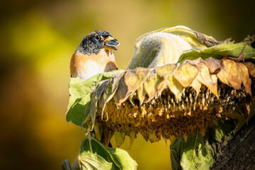 Bergfinken auf Sonnenblume