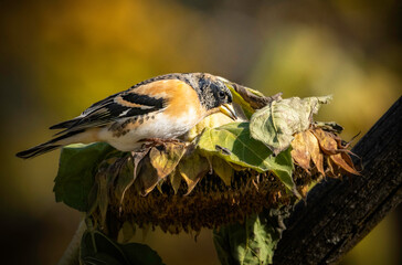 Bergfinken auf Sonnenblume