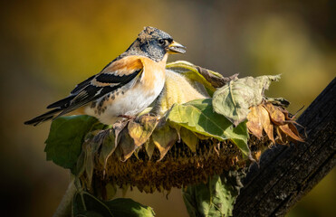Bergfinken auf Sonnenblume