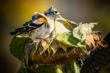 Bergfinken auf Sonnenblume