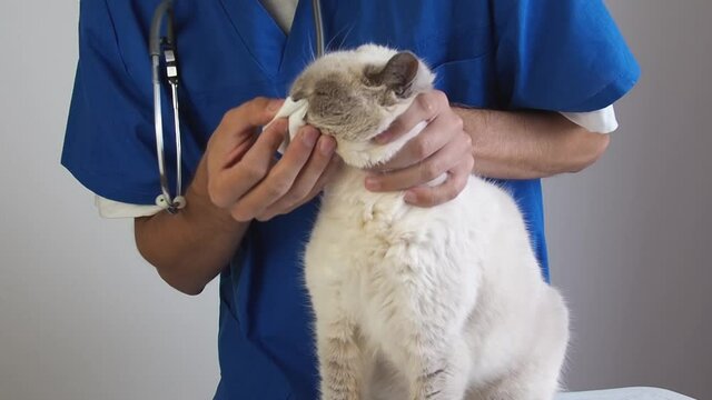 Veterinarian wipe the nose with a cotton pad. Treatment of nose infection snuffle and rheum domestic cat in a veterinary clinic.