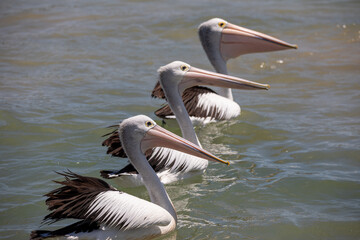 A trio of pelicans are swimming in sequence
