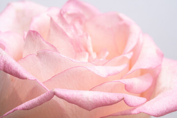 Fototapeta na wymiar luxurious light pink rose. Extreme Flower Close-up. Blur and selective focus