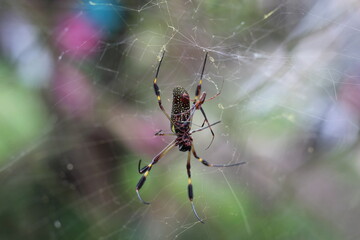 Araña de jardín 