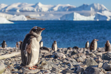 Obraz premium Gentoo penguin chick standing on the coastline with sea and mountains in the background, Cuverville Island, Antarctica