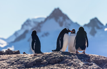 Gentoo penguins standing on the coastline with mountains in the background, Cuverville Island,...