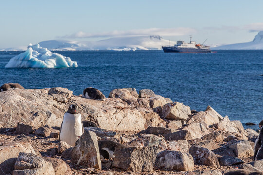 Gentoo penguin standing on the rocks and cruise ship in the background at Cuverville Island, Antarctica