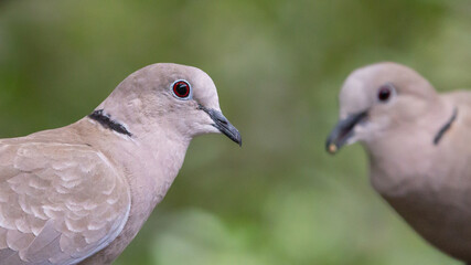 Eurasian collared dove close-up shot, Norfolk, England