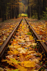 an old abandoned railway in a morning autumn forest is covered with fallen maple leaves. vibrant golden okryabr