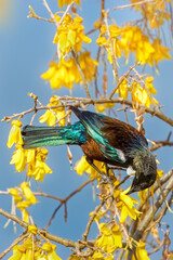 A beautiful iridescent Tui feeding on the colourful yellow flowers of  New Zealand's native spring-flowering Kowhai tree. Tuis and Kowhai flowers signal that spring has arrived.  