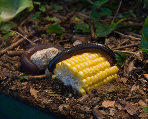 corn on the ground