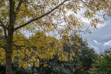 Yellow leaf tree and autumn concept.
