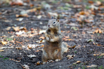 A ground squirrel sitting up and being curious 
