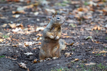 A ground squirrel sitting up and being curious 