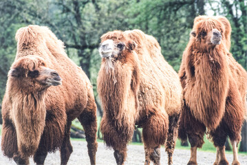 3 Camels