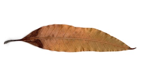 Fototapeta na wymiar leaf isolated on white background