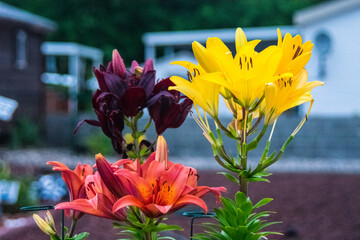 Fototapeta na wymiar Lily-flowers in the garden