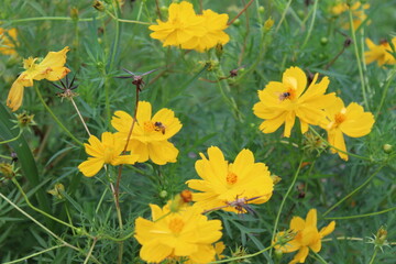 flores en naturaleza amarillas