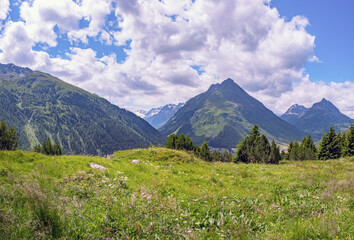 Mountain Meadow