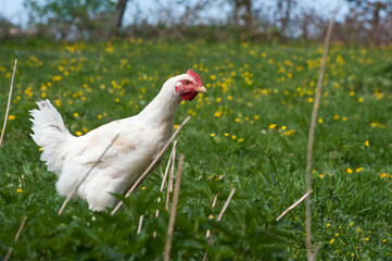 Weißes Huhn, Henne auf Wiese im Frühling, Landwirtschaft