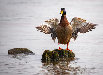 Fototapeta premium Colorful duck with wings spread on rock