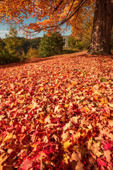 autumn leaves on ground in sunlight in fall