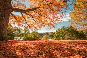 golden leaves on fall foliage tree near lake