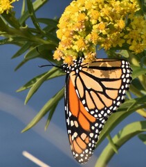 Monarch butterfly