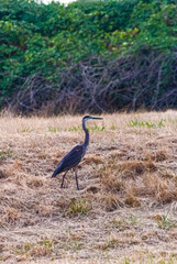 great blue heron