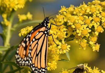 Monarch butterfly