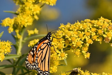 Monarch butterfly