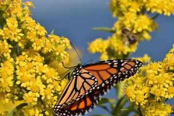Monarch butterfly