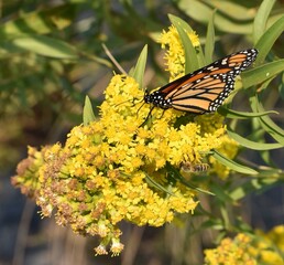 Monarch butterfly