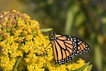 Monarch butterfly