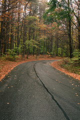 winding road through forest with fall foliage
