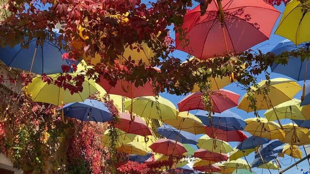Multicolored umbrellas of red yellow blue color street decoration against the sky. Bright parasols and red wild grape leaves in blue sky. Joy, happiness, festival, good mood.  A lot of vivid umbrella 