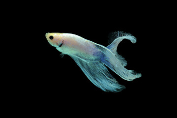 Fototapeta premium fish, betta fish, betta fish swerving on a black background