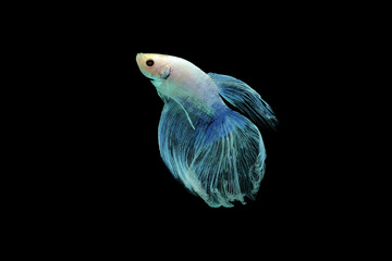 fish, betta fish, betta fish swerving on a black background