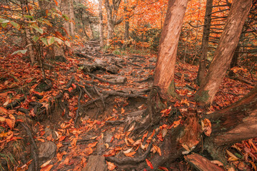 hiking path in woods with fall foliage and orange and yellow leaves