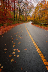 fall road with foliage in forest