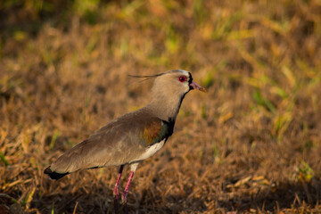 Southern Lapwing, Quero-Quero