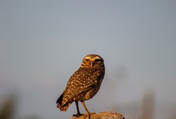  Burrowing Owl perched on branch
