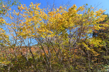 姥ヶ平付近の紅葉
