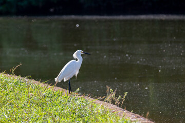 Small white heron in closeup and selective focus.