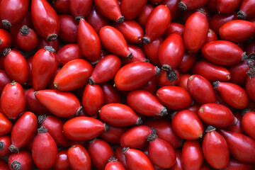 Rose fruit, rose hips, Pometum, ripe red berries, a source of vitamin C, a beautiful red color