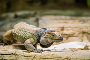 Close-up of rhinoceros iguana in its habitat on land. Beautiful Cyclura cornuta rare species. Exotic tropical animals concept.